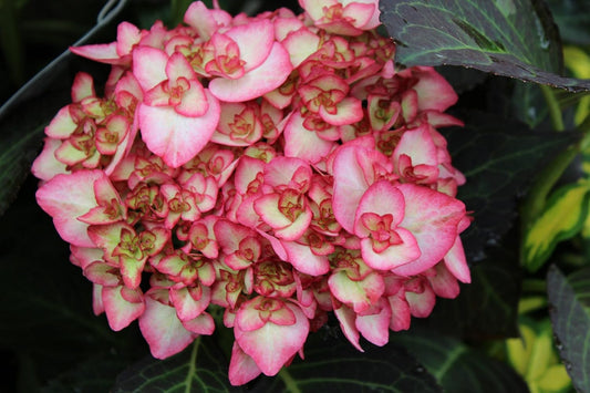 Dwarf Hybrid Hydrangea macrophylla 'Miss Saori' 1 Live Flowering Plant