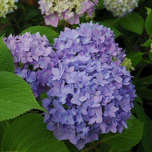 Dwarf Hybrid Hydrangea macrophylla ‘Endless Summer’ 1 Live Flowering Plant
