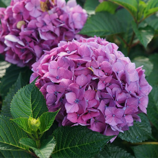 Dwarf Hybrid Hydrangea macrophylla Sparkling Purple Color 1 Live Flowering Plant