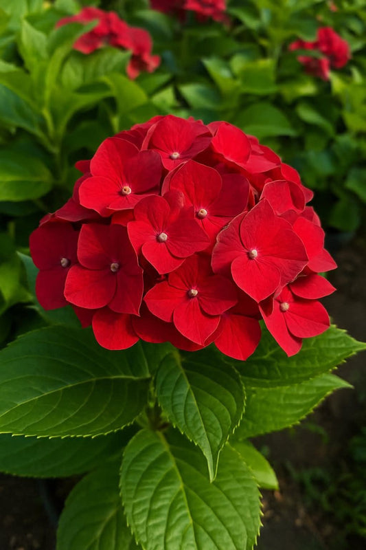Dwarf Hybrid Hydrangea macrophylla 'Cherry-Go-Round' 1 Live  Plant