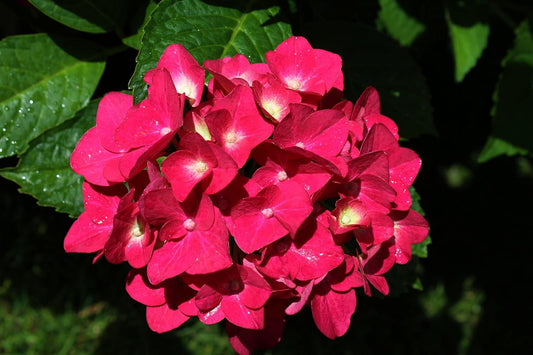 Dwarf Hybrid Hydrangea macrophylla ‘Cardinal Red’ 1 Live Flowering Plant