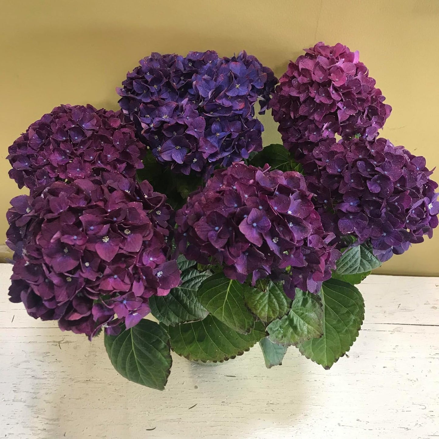 Dwarf Hybrid Hydrangea macrophylla Purple Color 1 Live Flowering Plant