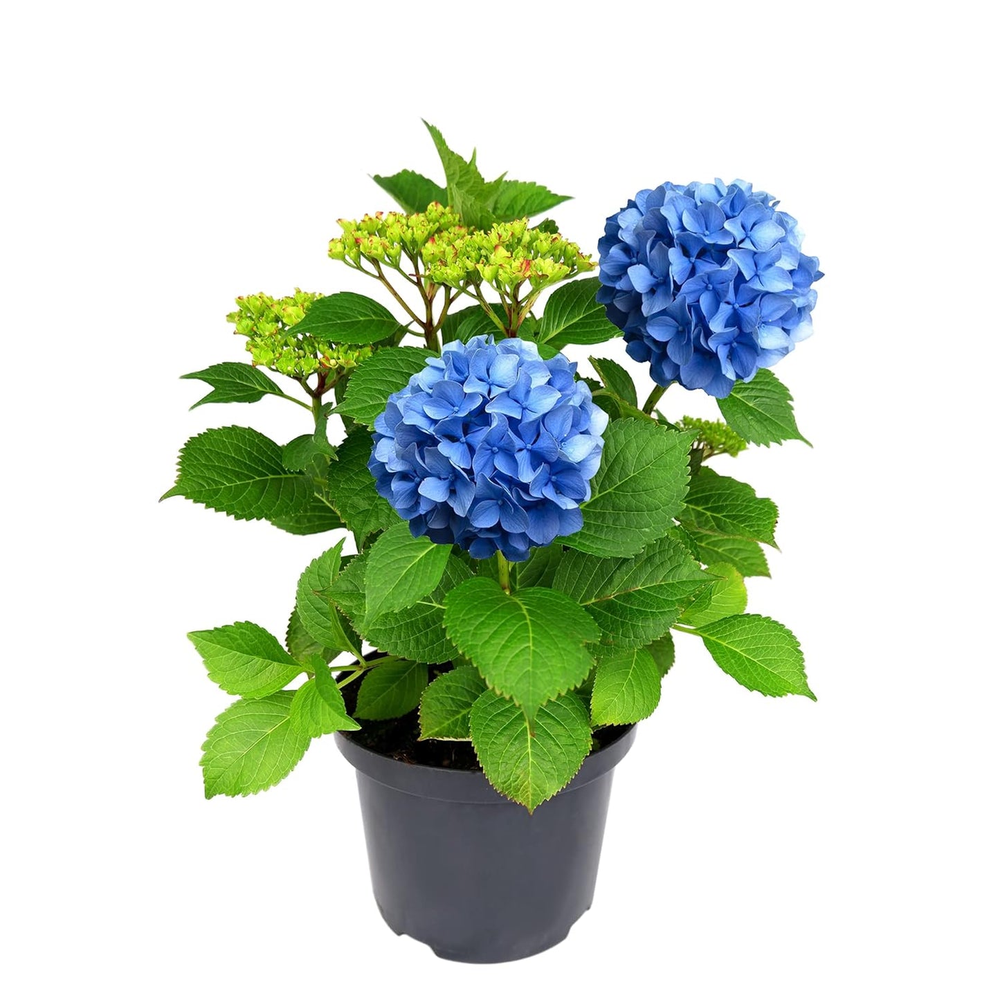 Dwarf Hybrid Hydrangea macrophylla 'Blue Danube' 1 Live Flowering Plant