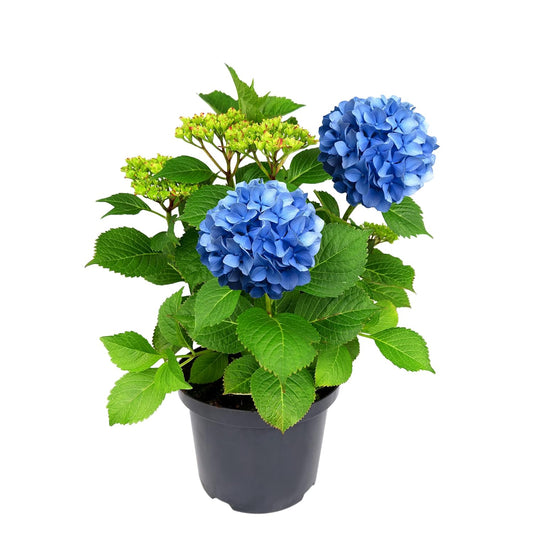 Dwarf Hybrid Hydrangea macrophylla 'Blue Danube' 1 Live Flowering Plant