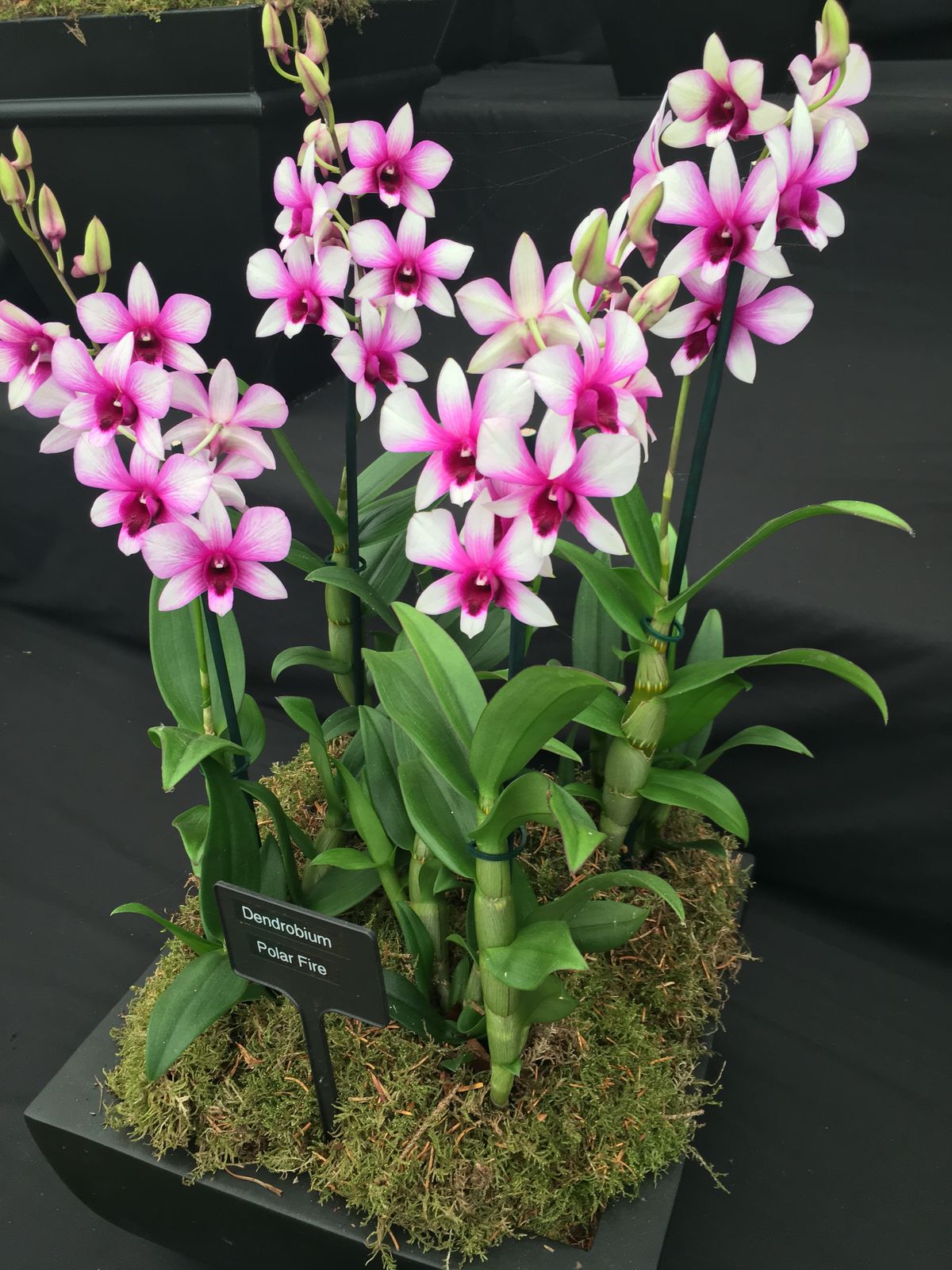 Dendrobium Orchid Pink Splash