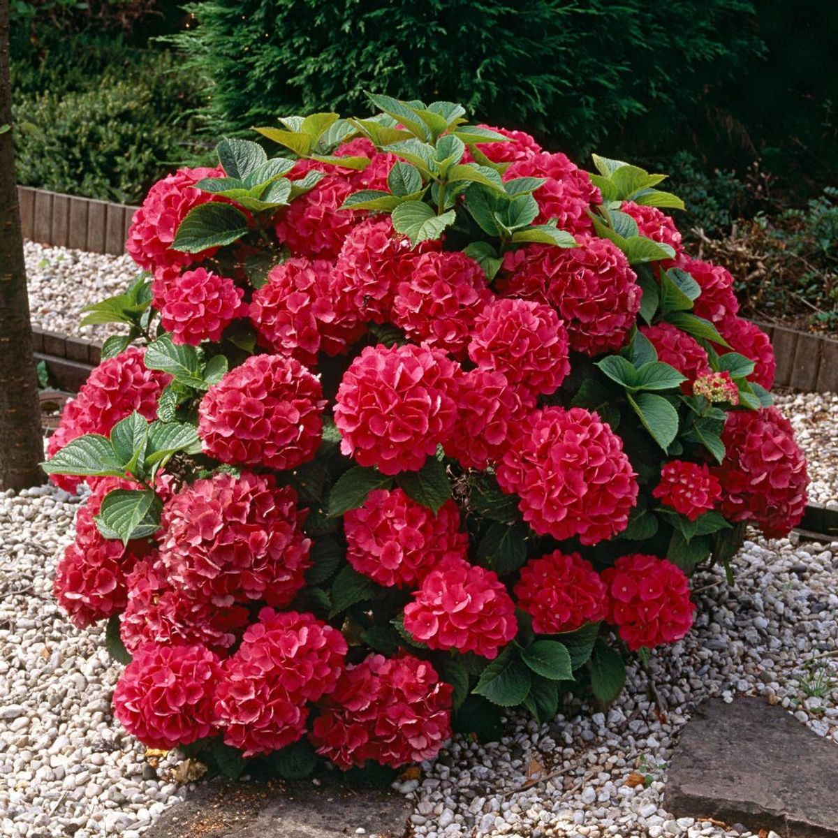 Dwarf Hybrid Hydrangea macrophylla 'Cherry-Go-Round' 1 Live  Plant